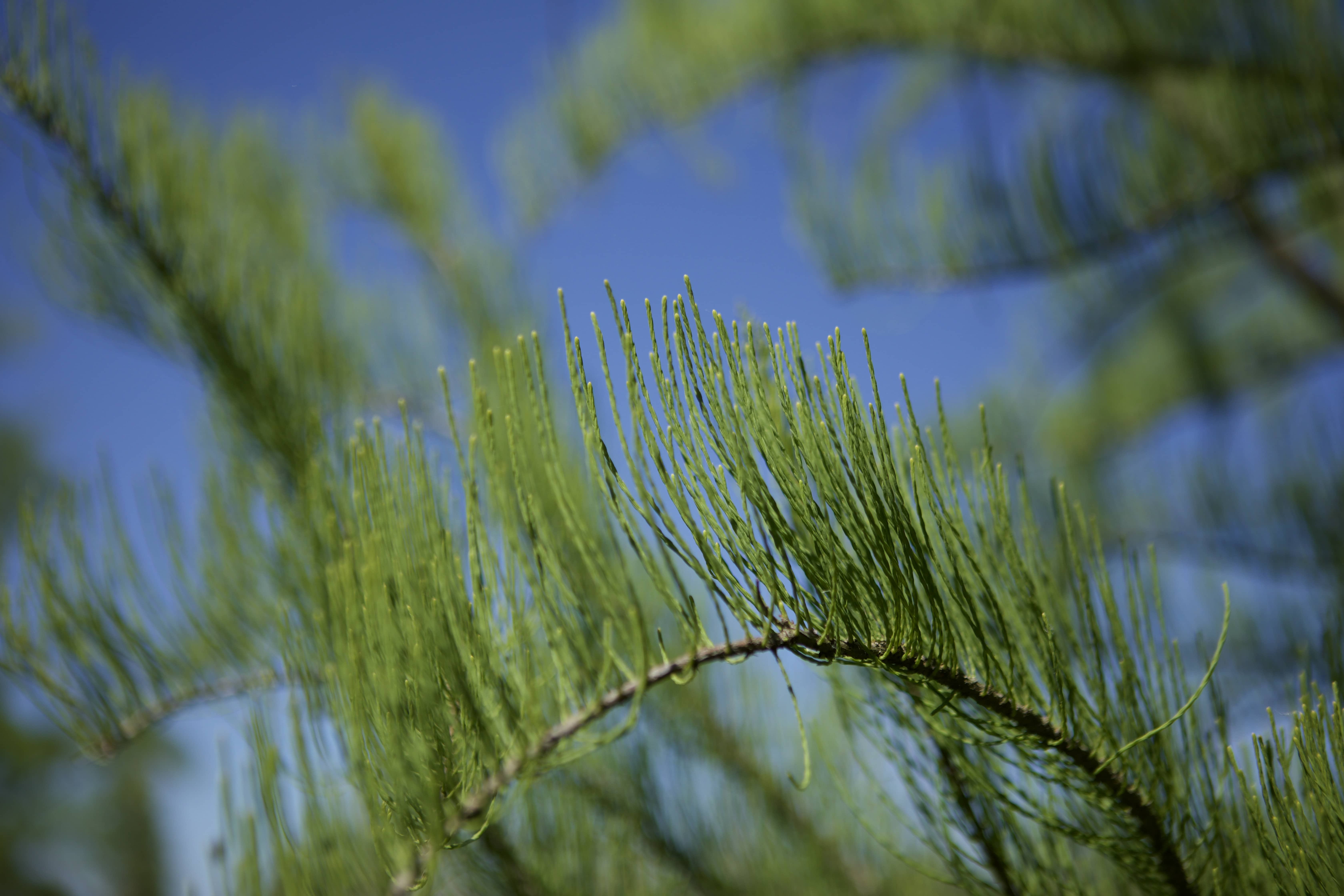 Photo de branches d'arbre