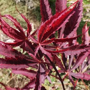 ACER palmatum 'Burgundy Lace'