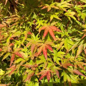ACER palmatum 'Sango kaku'