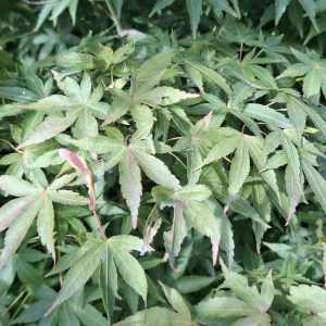 ACER palmatum