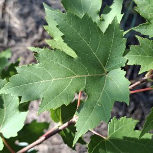 ACER rubrum