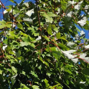 ACER freemanii 'Autumn Blaze'
