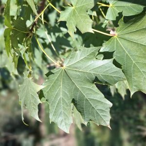 ACER platanoides 'Eurostar'