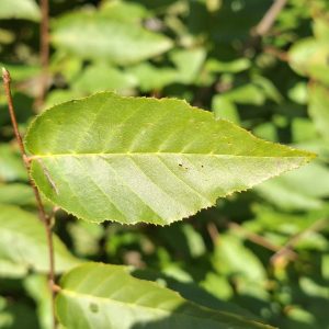 CARPINUS caroliniana