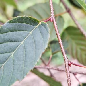 CARPINUS tschonoskii
