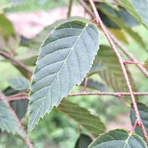 CARPINUS tschonoskii
