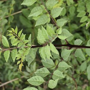 FRAXINUS angustifolia