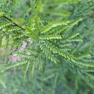 GLEDITSIA triacanthos 'Inermis'