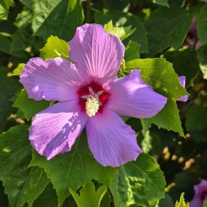HIBISCUS sinosyriacus