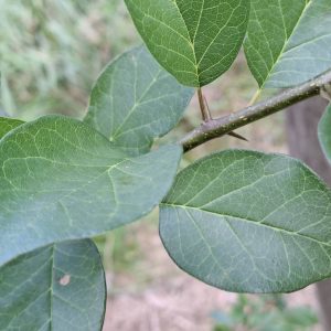 MACLURA pomifera 'Inermis'