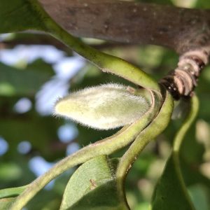 MAGNOLIA 'Yellow Bird'