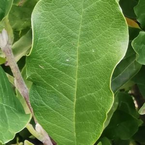 MAGNOLIA kobus stellata