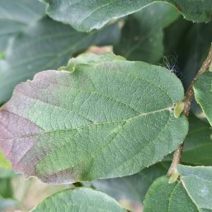PARROTIA persica 'Vanessa'