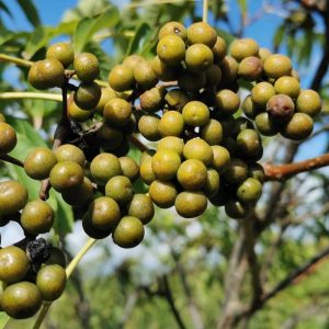 PHELLODENDRON amurense