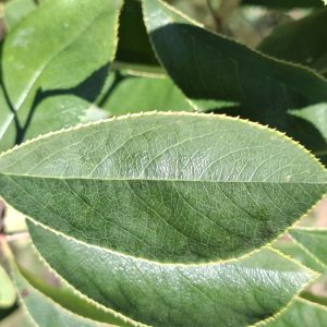 PSEUDOCYDONIA sinensis