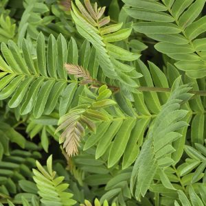 PTEROCARYA stenoptera