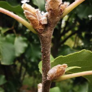 PYRUS calleryana 'Bradford'