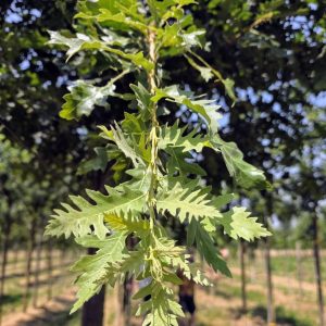 QUERCUS cerris
