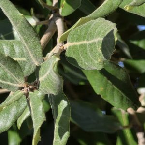 QUERCUS ilex