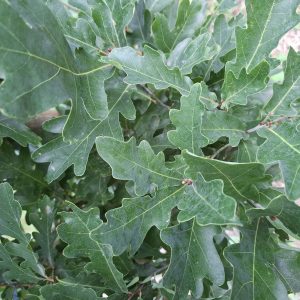QUERCUS robur 'Crimson Spire'