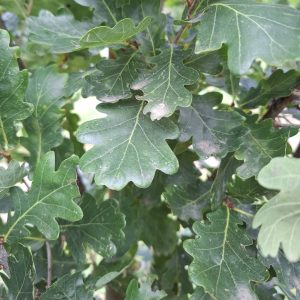 QUERCUS robur 'Fastigiata'