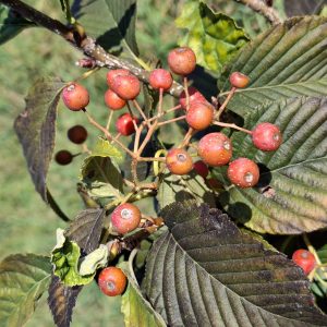 SORBUS alnifolia 'Subcordata'