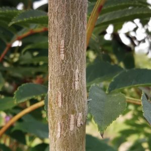 SORBUS esserteauiana