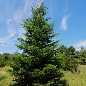 ABIES alba