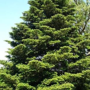 ABIES koreana