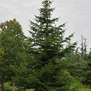 ABIES nordmaniana