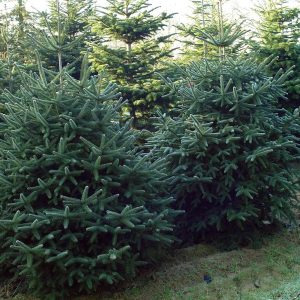 ABIES pinsapo