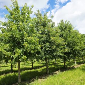ACER campestre 'Elsrijk'