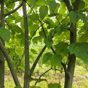 ACER capillipes