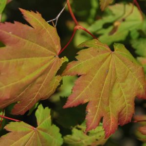 ACER circinatum