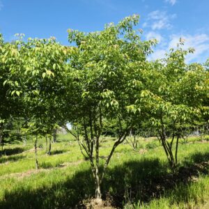 ACER cissifolium