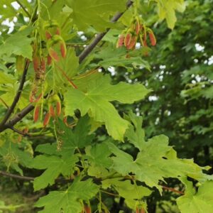 ACER diabolicum