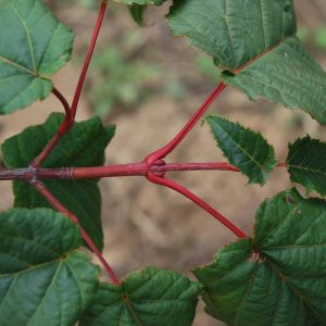 ACER grosseri 'Hersii'