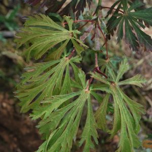 ACER japonicum 'Aconitifolium'