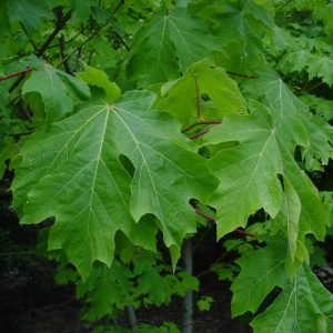 ACER macrophyllum
