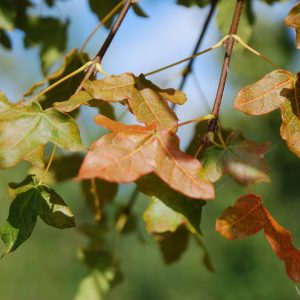 ACER monspessulanum