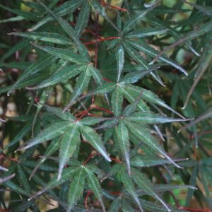 ACER palmatum 'Atrolineare'