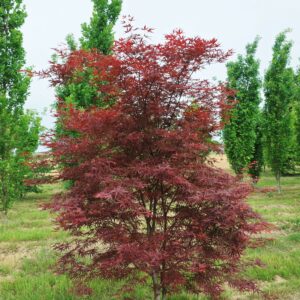 ACER palmatum 'Atrolineare'