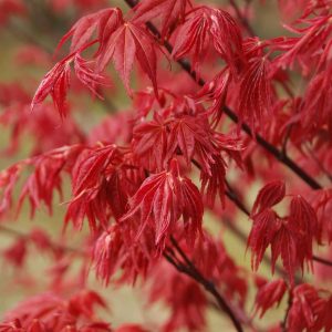 ACER palmatum 'Deshojo'