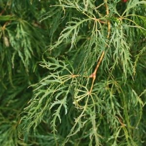 ACER palmatum 'Dissectum Shinonome'
