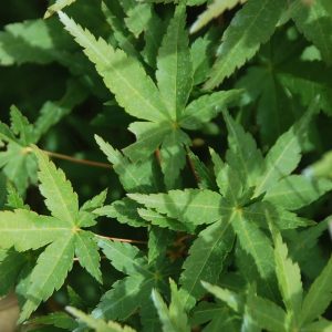 ACER palmatum 'Ueno Yama'