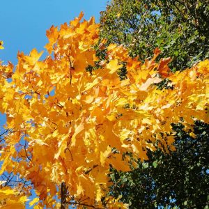 ACER platanoides