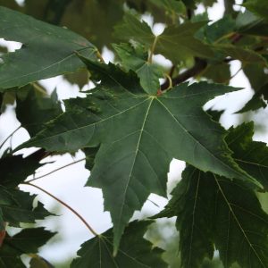 ACER rubrum 'Armstrong'