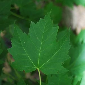 ACER rubrum 'Gerling'