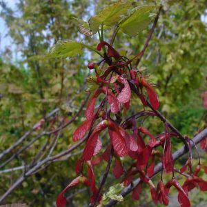 ACER rubrum 'October Glory'