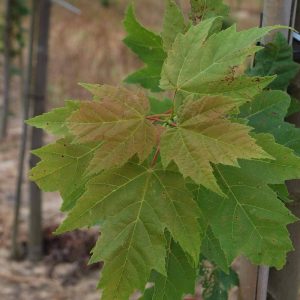 ACER rubrum 'Scanlon'
